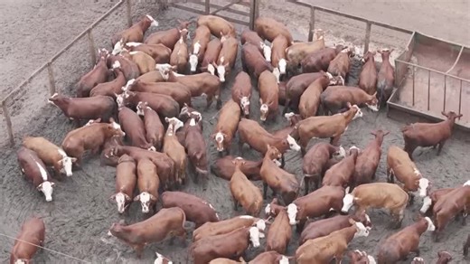 Brazil surpassing US as top beef producer, easing global supply squeeze