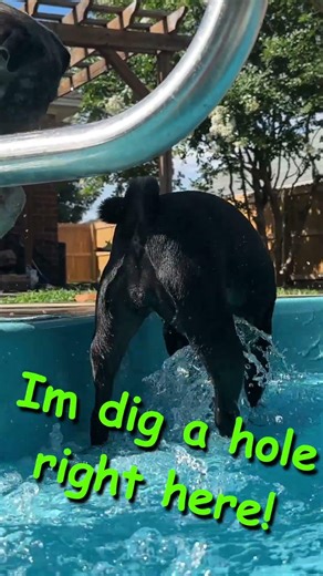 This Pug Discovered the Pool 😂