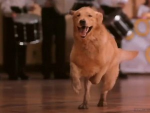 Bande-annonce du film « Air Bud » (1997) (vidéo)