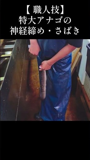 特大穴子の神経締め・さばき How to handle big fish #魚 #穴子 #さばき方 #fish #fishcutting