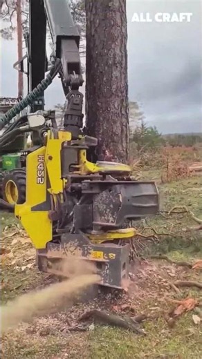 Heavy Machine Cutting Massive Trees - A Powerful Timber Processing Operation