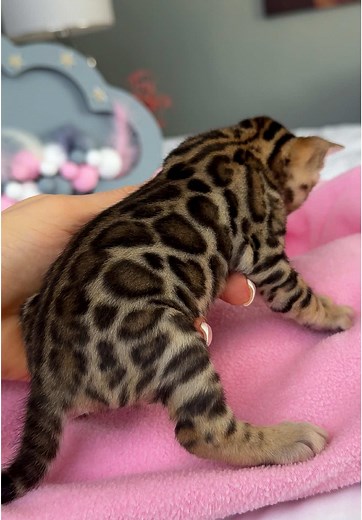 Elite GrandGlow Bengal Cats: Adorable Kittens for Sale