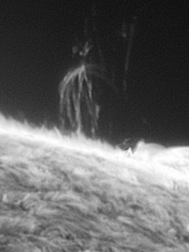 I Took This Video of Coronal Rain Through My Telescope! #astronomy #space #solarsystem Behold the spectacular side view of Active Region 4173! Watch as magnetic field lines twist and turn while Coronal Rain falls down into the solar surface. Next to all these dancing field lines is the very Active Region (4173) throwing up all kinds of plasma loops. Perfect for anyone interested in solar flares, sunspots, and astrophotography. This time-lapse reveals mesmerizing solar activity through a special
