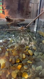 Baby gator feeding time! Animal Care staff know each gator and use tongs to individually feed each one to ensure they're getting plenty to eat. 🐊 | Audubon Aquarium