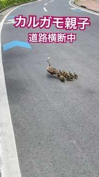 カルガモ親子 道路渡る #カルガモ親子 #カルガモ引越し #カルガモ #かわいい #どうぶつ