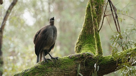 Here's some outtakes from the lyrebird documentary that I filmed a few years ago. I spent 3 months visiting this male and observing his behaviours from afar. Since then, I've mostly been filming short form videos for Instagram but I still have hundreds of these longer clips just sitting on my computer. Facebook seems like a great place to share them so let me know if you'd like to see more like this! | Jeremy Films Things
