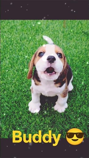 Buddy, my best friend 🐾”#shorts #humanity #trending #youtubeshorts #cutebaby #reels