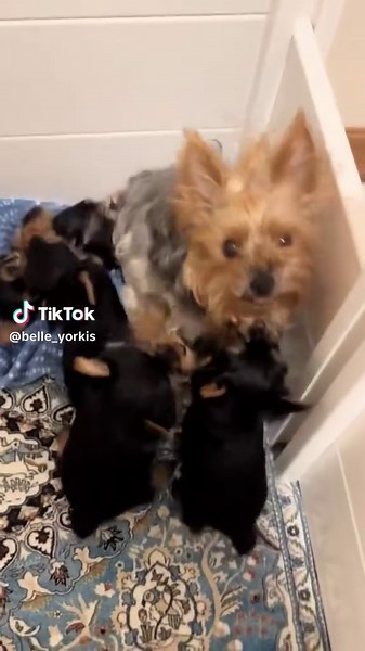 Official page 👐 FaceTime Us🎉 Teacup family healthy and dewormed Family fucus on producing healthy puppies since 2002 please share and recommend us thanks #yorkie #teacupdogs #teacupyorkie #teacupyorkies #tinyyorkie