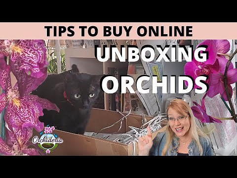 Tips, Secrets, and Hints of How to Buy Orchids Online