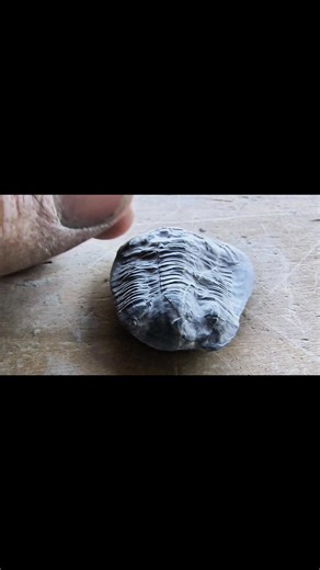 This Asaphiscus wheeleri trilobite was preserved within a nodule, protecting its dimensionality. | U-Dig Fossils