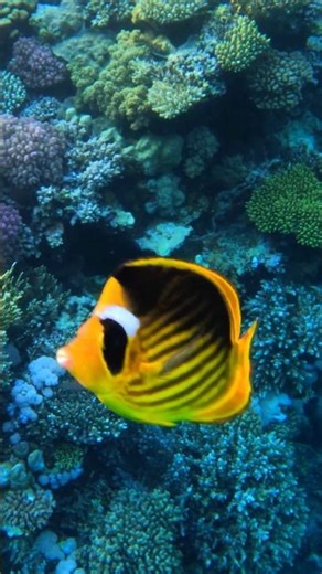4K Coral Reef Relaxation | Peaceful Underwater #relaxing #stressrelief #ocean #coralreef #sea #calm