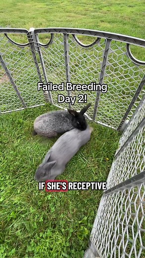 Silver Fox Rabbit Breeding Tips for First-Time Does