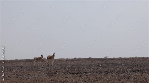 Iranian onager (Asiatic wild ass) walking and grazing in arid desert landscape, wildlife in Iran, natural habitat, close up and wide shots
