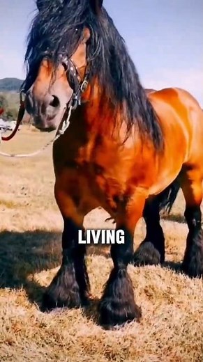 Only True Horse Lovers Know: Which Draft Horse Is The Strongest? #horse #equestrianjourney #facts