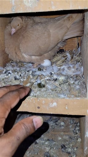 After the pigeon laid the egg, I went to pick it up with my hand, but the pigeon chased me away.