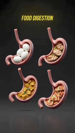 🧠🥗 How long does food really stay in your stomach The stomach is not just a storage bag. It is a muscular, acidic chamber that mechanically breaks food down while regulating how quickly it moves into the small intestine. Different macronutrients behave differently. Fats slow gastric emptying, proteins take moderate time to break down, and carbohydrates usually move through faster. Digestion speed is never identical for everyone. It depends on metabolism, age, stress levels, hormones and overal