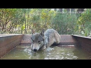 The mystery of the celebrated Shasta wolf pack that vanished from California