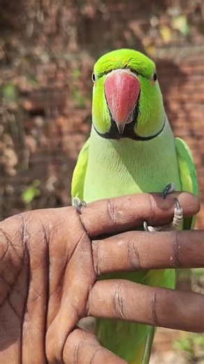 South Indian Talking Parrot 🦜Funny Video 😂 #parrot#south#video#shorts#viral#mummy #papa#talkingparot