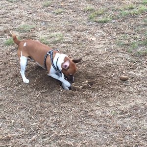 350K views · 6.1K reactions | Digging holes is seriously adorable work. | Animal Tales | Facebook