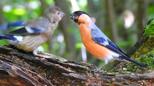 Eurasian Bullfinch feeding time juvenile, male, (Pyrrhula pyrrhula) . This bird breeds across Europe and temperate Asia. It is mainly resident, but many northern birds migrate further south in the winter. Mixed woodland with some conifers is favored for breeding, including parkland and gardens. | BIRDS & Nature