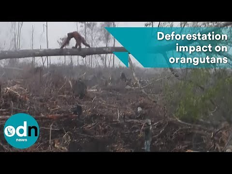 Newly released footage shows heart-breaking impact of deforestation on orangutans