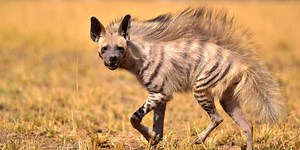 Match More Animals To The Continents They're Found On