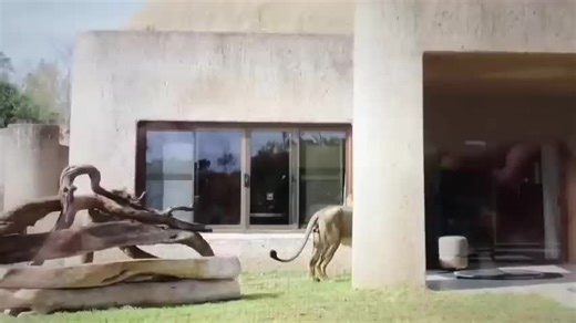 Lion Captures Reflection at Earth Lodge Safari