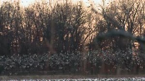 When does the Mallard migration usually begin and end? #mojo #mojooutdoors #mojotv #migration #duckhunting #waterfowlhunting | Mojo TV