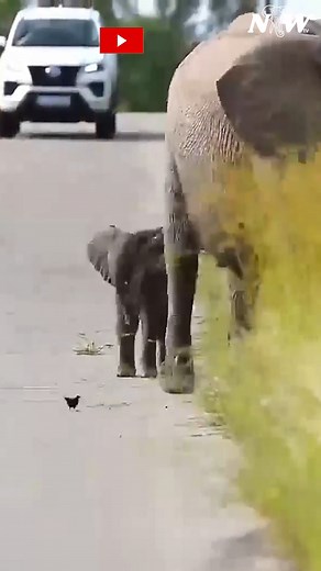 169K views · 10K reactions | Elephants are the best! #babyelephant #cute | I Love Elephants | Facebook