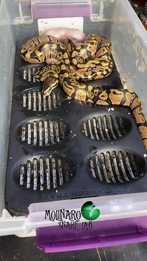 We need to solve a Snake Mystery! #snake #reptiles #animals #biology #reels #viralreels | The Molinaro Snake Lab