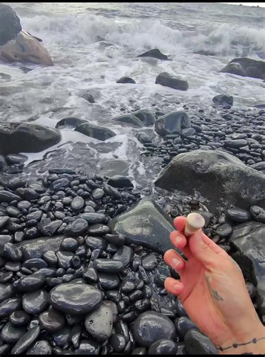 Discovering Unique Shells in Hawaii: A Mini Vlog Adventure