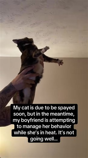 Understanding Cat Heat Behavior and Care Tips