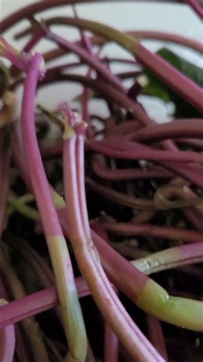 고구마 줄기 소금물 30분 or 데치기 or 전자렌지 땡 어떻게 줄기 까요?