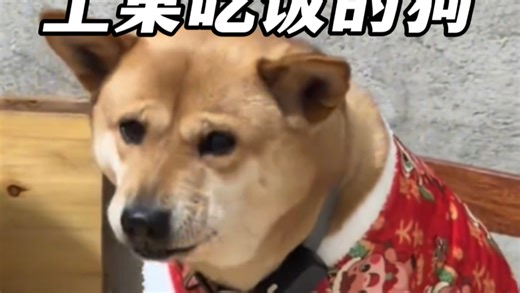 全网唯一可以上桌吃饭的狗狗，太子夹菜公主扶碗！#中华田园犬 #震惊＃狗狗#狗子成精了#萌宠