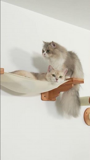 Petomg Medium Bedroom Cat Wall Set | Hammock, Bubble Perch, Ladder & Scratchers