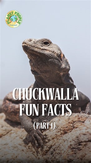 Planet People Podcast 🎙️ 🌎 on Instagram: "🦎 LIZARD FUN FACT🦎 Q: How do chuckwallas protect themselves from predators? .. These amazing reptiles wedge themselves into rock crevices and inflate their bodies to avoid being pulled out by predators. Pretty clever! Tune in to learn more fascinating facts about Coachella Valley’s incredible lizard species with @c.w.barrows in our latest episode of Planet People Podcast! 🎧🌎 #Lizards #FunFacts #Wildlife #LizardLand #CoachellaValley #Chuckwalla #pla