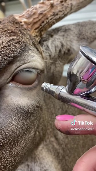 White Tail Deer Taxidermy Process Revealed