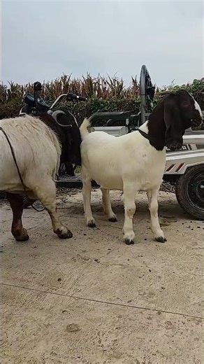 The backup boys are starting to go into battle 2550