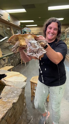 Meet the Fascinating Mata Mata Turtle with Camouflage Abilities