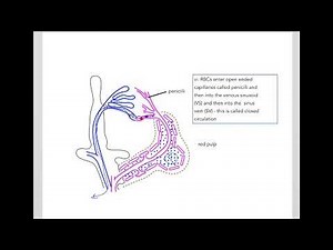9.1 Glycated hemoglobin (A1c) and fructosamine