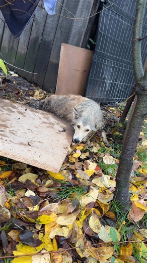 7K views · 151 reactions |  …. We found him agonising in rain on...