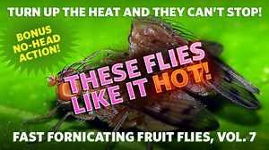 The weird science of high-temperature mating in headless flies
