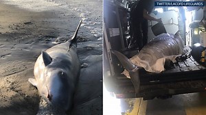 Pygmy sperm whale euthanized in Malibu
