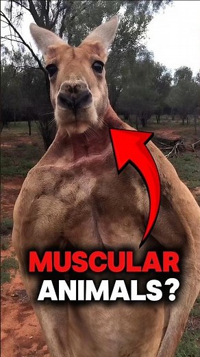 Top 5 Most Muscular Animals on Earth You Don't Want To Mess With