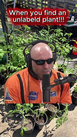 Joes memory #oregongardening #gardening #heirloomseeds #zone8b #budgetgardening #growyourownfood