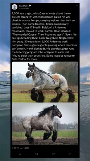 Meet One Of The Strongest Horses Ever 🐴💪 #ardennes #animals #viral