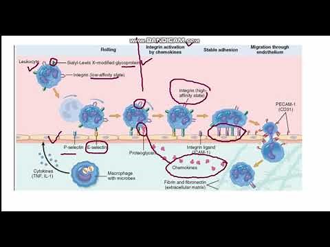 Acute Inflammation Part 2: Reaction of Leucocytes