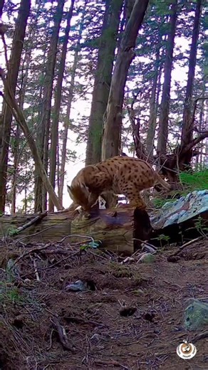 🐾 Eurasian Lynx, the silent king of the Tatras One of the rarest animals in Europe, seen only by the lucky few. Captured here deep in the wild forests of Slovakia 💚 These beautiful moments were filmed with camera traps as part of a nature protection project, helping us better understand and protect this secretive mountain predator 🌲 Video: @tanap.sk #ThisIsSlovakia #Tatras #Wildlife #Lynx #RysOstrovid #Slovakia #Nature #WildTatras #EurasianLynx #ForestMagic #NatureLovers | This Is Slovakia
