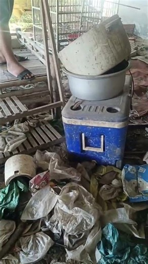 Cảnh nổi bật từ buổi phát trực tiếp