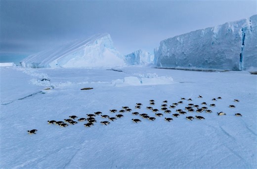 ‘Secrets of the Penguins’ premieres on eve of Earth Day